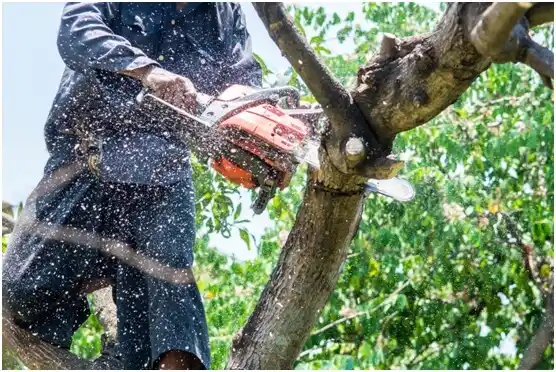 tree services Caddo